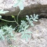 Ruta chalepensis Hoja