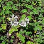 Geranium renardii Flower