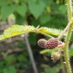 Mimosa pudica Hedelmä