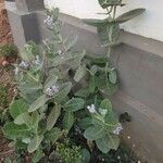 Calotropis gigantea Blüte