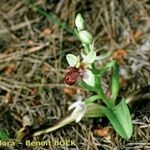 Ophrys × semibombyliflora Habit