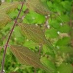 Kolkwitzia amabilis Leaf