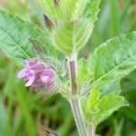 Marsypianthes chamaedrys Blomst