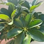 Heptapleurum actinophyllum Folha