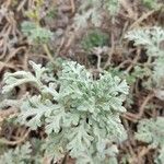 Ambrosia chamissonis Leaf