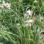 Libertia chilensis Blomst