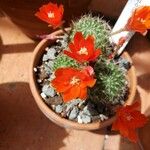 Rebutia minuscula Квітка