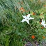 Nicotiana longiflora Кветка