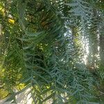 Schinus molle 葉