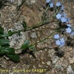 Myosotis corsicana Habitus