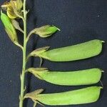 Crotalaria pilosa Anders