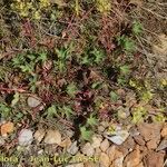 Alchemilla incisa Habitus