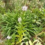 Physostegia virginianaÕis