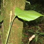 Calathea lasiostachya Leaf