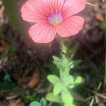 Linum pubescensFlower