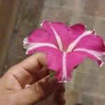 Petunia spp.പുഷ്പം