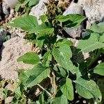 Amaranthus viridis Coajă