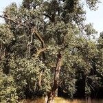 Pyrus communis Vivejo