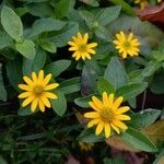 Sanvitalia procumbens Fula
