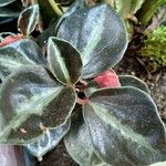 Peperomia verticillata Feuille