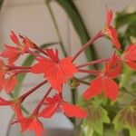 Pelargonium inquinans Leaf