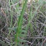 Rhaponticum coniferum पत्ता