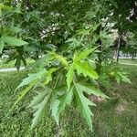 Acer × freemanii পাতা