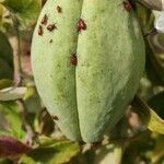 Araujia sericifera Fruit