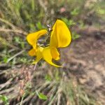 Crotalaria laburnifolia Lorea