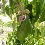 Callicarpa formosana 花