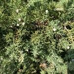 Juniperus osteosperma Hoja