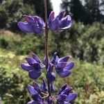 Lupinus albifrons Fleur