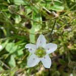 Minuartia recurva Flor