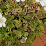 Saxifraga rosacea Feuille