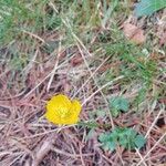 Ranunculus montanus Flors