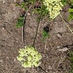 Eriogonum heracleoides Flor