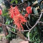 Erythrina abyssinica Цвят