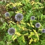 Echinops bannaticus花