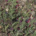 Echium creticum Habitus