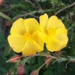 Fumana thymifolia Flor