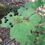 Viburnum acerifolium Feuille