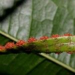 Microgramma reptans Cortiza