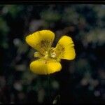 Calochortus luteus Květ