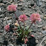 Calyptridium umbellatum ᱛᱟᱦᱮᱸ