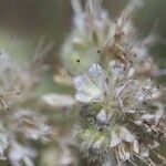 Phacelia heterophylla Flower