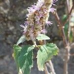 Pogostemon heyneanus Flower