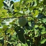 Solanum lycocarpum Fruchs