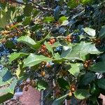 Ilex opaca 葉