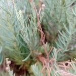 Linaria capraria Hoja