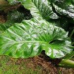 Philodendron giganteum Blad